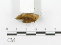 登錄號:F0016042藏品圖，第4張
