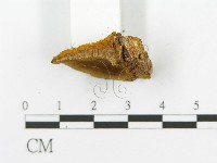 登錄號:F0016042藏品圖，第5張