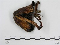 登錄號:F0016043藏品圖，第1張