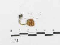 登錄號:F0016044藏品圖，第3張