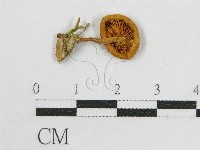 登錄號:F0016045藏品圖，第1張