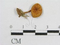 登錄號:F0016045藏品圖，第3張