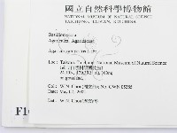 四孢蘑菇藏品圖，第2張