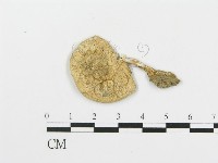 四孢蘑菇藏品圖，第1張