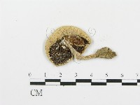 四孢蘑菇藏品圖，第3張