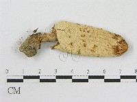 Accession Number:F0016049 Collection Image, Figure 1, Total 3 Figures
