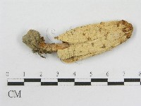 Accession Number:F0016049 Collection Image, Figure 3, Total 3 Figures