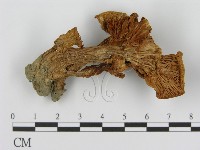 登錄號:F0016050藏品圖，第1張