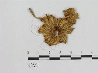 小菇屬藏品圖，第3張