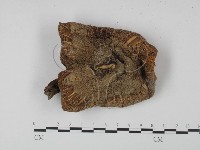 登錄號:F0016055藏品圖，第1張