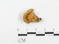 登錄號:F0016057藏品圖，第1張