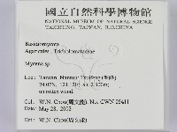 小菇屬藏品圖，第2張