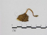 登錄號:F0016061藏品圖，第1張