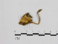 登錄號:F0016061藏品圖，第3張