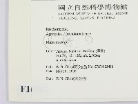 小皮傘屬藏品圖，第2張