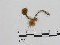 小皮傘屬藏品圖，第1張