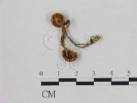 小皮傘屬藏品圖，第3張