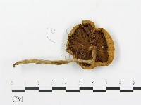 登錄號:F0016065藏品圖，第1張