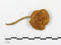 登錄號:F0016065藏品圖，第3張