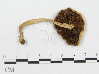 登錄號:F0016066藏品圖，第1張