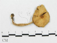 登錄號:F0016066藏品圖，第3張