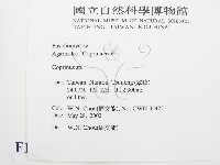 鬼傘屬藏品圖，第2張