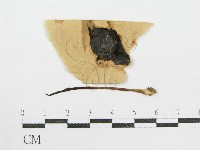 鬼傘屬藏品圖，第1張