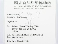 鬼傘屬藏品圖，第2張