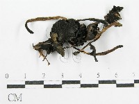 鬼傘屬藏品圖，第1張