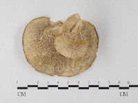 登錄號:F0016070藏品圖，第3張