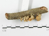 館號:F0016072藏品圖，第5張