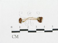 登錄號:F0016073藏品圖，第1張