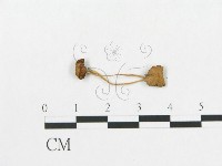 登錄號:F0016073藏品圖，第3張