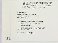 小皮傘屬藏品圖，第2張