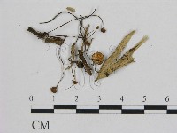 小皮傘屬藏品圖，第3張