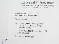 微皮傘屬藏品圖，第2張