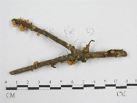 微皮傘屬藏品圖，第3張