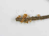 微皮傘屬藏品圖，第5張