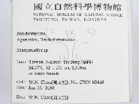 微皮傘屬藏品圖，第2張