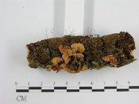 微皮傘屬藏品圖，第3張