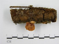 微皮傘屬藏品圖，第4張