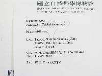 微皮傘屬藏品圖，第2張