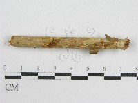 微皮傘屬藏品圖，第1張