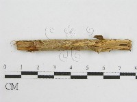 微皮傘屬藏品圖，第3張