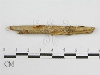 微皮傘屬藏品圖，第4張