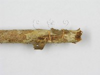 微皮傘屬藏品圖，第5張