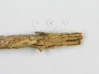 微皮傘屬藏品圖，第6張