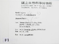 微皮傘屬藏品圖，第2張