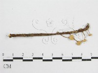 微皮傘屬藏品圖，第1張