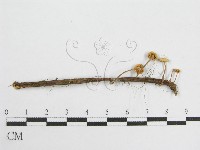 微皮傘屬藏品圖，第3張